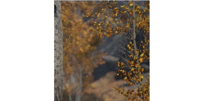 1627523102650601.png image.png