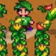 星露谷物语镰刀收割果实MOD