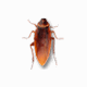 Cockroach on Desktop