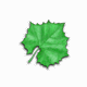 Maple Reader