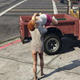GTA5恶搞绑架MOD