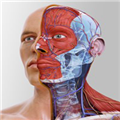 complete anatomy