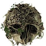 森林The Forest十二项修改器