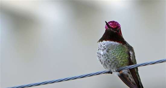 windows 7主题-蜂鸟 閻庤蓱閺岀劑1.3 windows 7主题-蜂鸟 閻庤蓱閺岀劑1.3