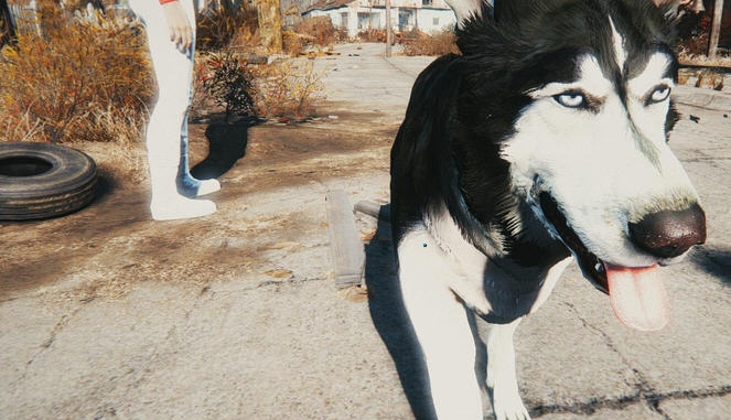 辐射4高清哈士奇皮肤MOD v2.4 辐射4高清哈士奇皮肤MOD v2.4