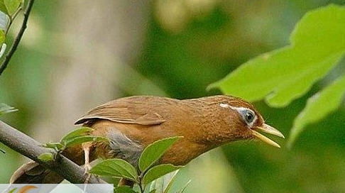 画眉鸟叫声音效 v1.8 画眉鸟叫声音效 v1.8