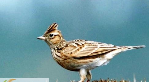 百灵鸟全套叫声音效 v1.9 百灵鸟全套叫声音效 v1.9