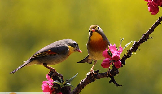 相思鸟叫声音效 v1.8 相思鸟叫声音效 v1.8