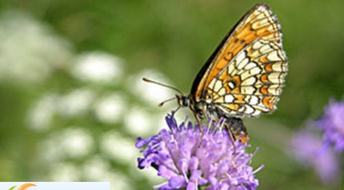 彩色的翅膀ppt课件 v2.6 彩色的翅膀ppt课件 v2.6