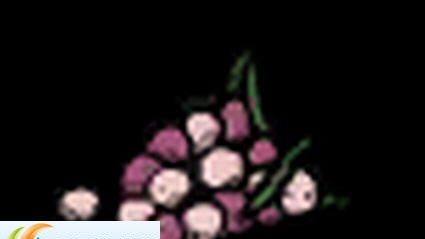 饥荒联机版浆果快速成长MOD v2.5 饥荒联机版浆果快速成长MOD v2.5