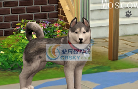 模拟人生4可爱的哈士奇宠物MOD v2.6 模拟人生4可爱的哈士奇宠物MOD v2.6