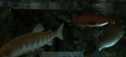 上古卷轴5天际重制版更多的鱼MOD v2.5 上古卷轴5天际重制版更多的鱼MOD v2.5