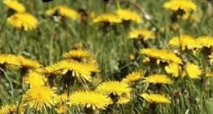 环世界蒲公英v1.2MOD v1.43 环世界蒲公英v1.2MOD v1.43