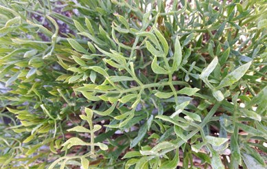 Flora Screensaver(植物屏保) v1.6