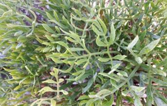 Flora Screensaver v1.7