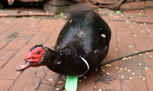 星露谷物语番鸭MOD v1.6 星露谷物语番鸭MOD v1.6