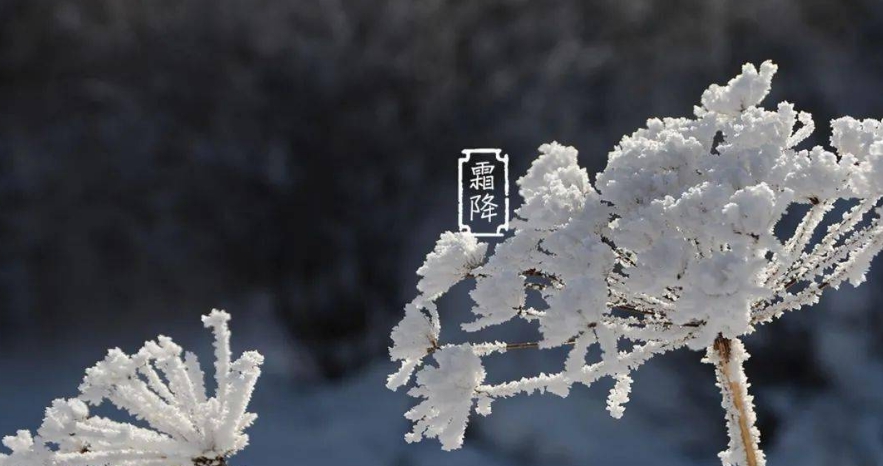 霜降图片高清无水印 v1.4 霜降图片高清无水印 v1.4