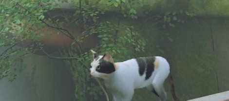 迷失Stray印花布猫SunnyMOD v1.73 迷失Stray印花布猫SunnyMOD v1.73