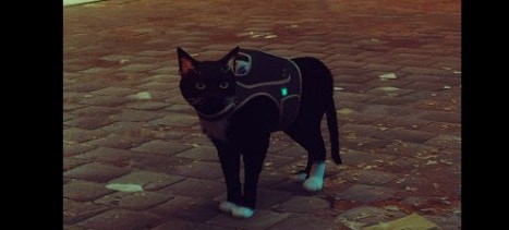 迷失Stray白手套黑猫LunaMOD v1.23 迷失Stray白手套黑猫LunaMOD v1.23