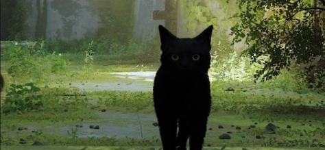 迷失Stray如虚空般纯净黑猫MOD v3.85 迷失Stray如虚空般纯净黑猫MOD v3.85