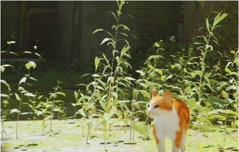 迷失Stray橘白经典漩涡花斑猫MOD v1.28 迷失Stray橘白经典漩涡花斑猫MOD v1.28
