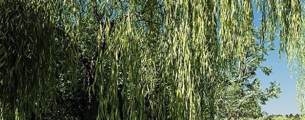 Botaniq Tree And Grass Library v6.6.4 Botaniq Tree And Grass Library v6.6.4