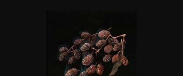 艾尔登法环恢复用的小吃MOD v1.78 艾尔登法环恢复用的小吃MOD v1.78