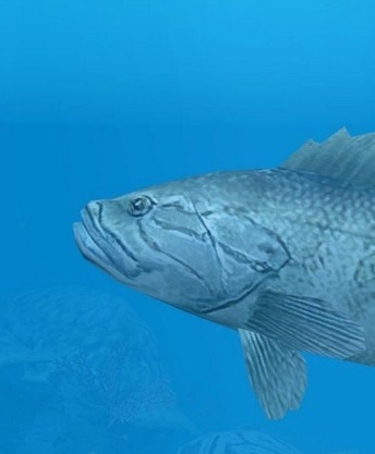 动物园大亨2青铜石斑鱼MOD v1.23 动物园大亨2青铜石斑鱼MOD v1.23