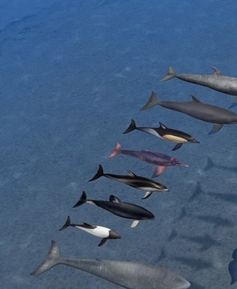 动物园大亨2海洋鲸类包MOD v2.66 动物园大亨2海洋鲸类包MOD v2.66