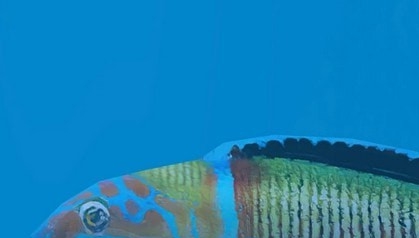 动物园大亨2孔雀锦鱼MOD v1.44 动物园大亨2孔雀锦鱼MOD v1.44