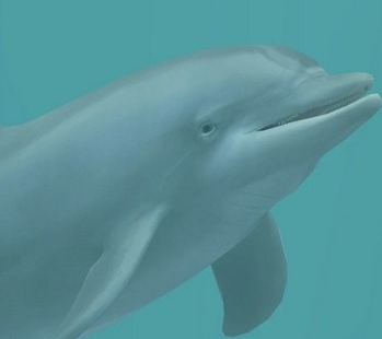 动物园大亨2宽吻海豚MOD v1.63 动物园大亨2宽吻海豚MOD v1.63