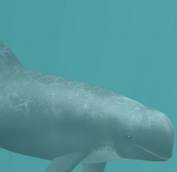 动物园大亨2灰海豚MOD v3.75