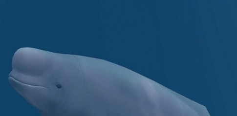 动物园大亨2贝鲁卡鲸MOD v1.60 动物园大亨2贝鲁卡鲸MOD v1.60