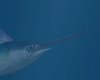 动物园大亨2条纹四鳍旗鱼MOD v3.55 动物园大亨2条纹四鳍旗鱼MOD v3.55