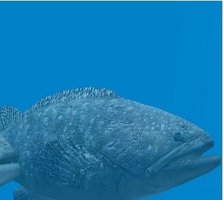 动物园大亨2鞍带石斑鱼MOD v1.66