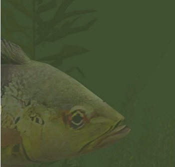 动物园大亨2蝴蝶孔雀鲈鱼MOD v3.38