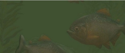 动物园大亨2纳氏臀点脂鲤MOD v1.80 动物园大亨2纳氏臀点脂鲤MOD v1.80