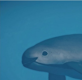 动物园之星加湾鼠海豚MOD v3.77 动物园之星加湾鼠海豚MOD v3.77