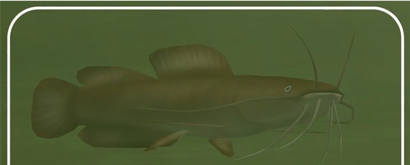 动物园大亨2长丝异鳃鲶MOD v1.2 动物园大亨2长丝异鳃鲶MOD v1.2