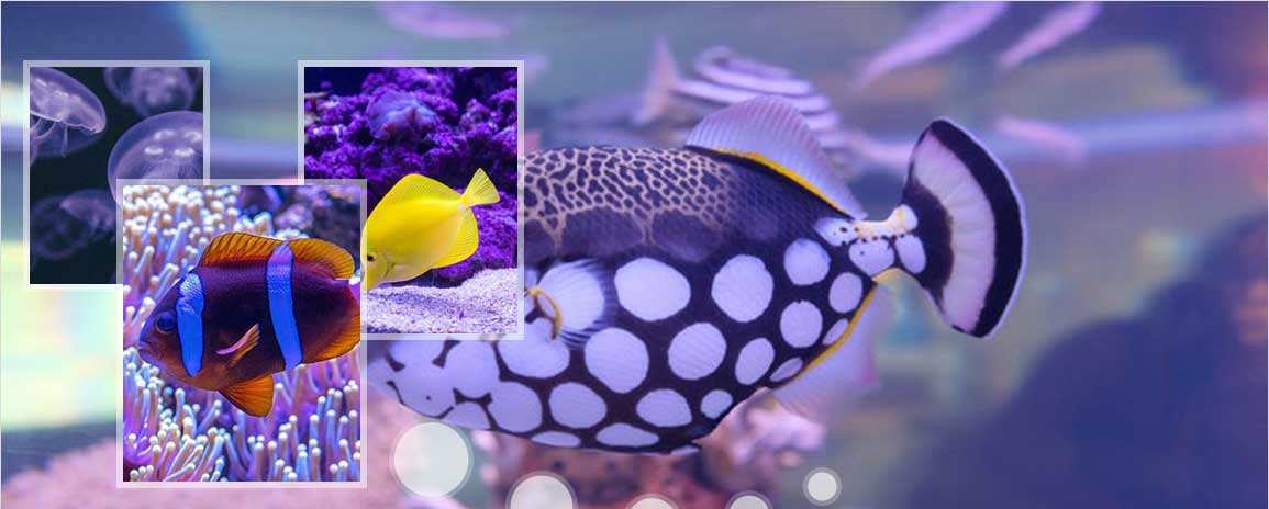 ApowersoftGIF v1.1.1.3 ApowersoftGIF v1.1.1.3